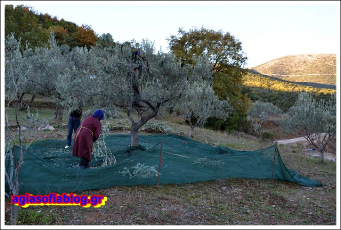 Το μάζεμα της ελιάς στην Αγία Σοφία Κυνουρίας (εικόνες)