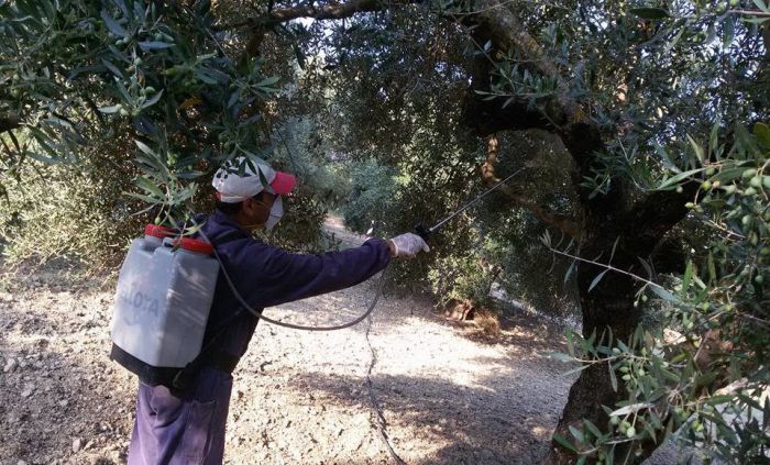 Δακοκτονία | Πιο γρήγορα φέτος η πρόσληψη εποχικού προσωπικού