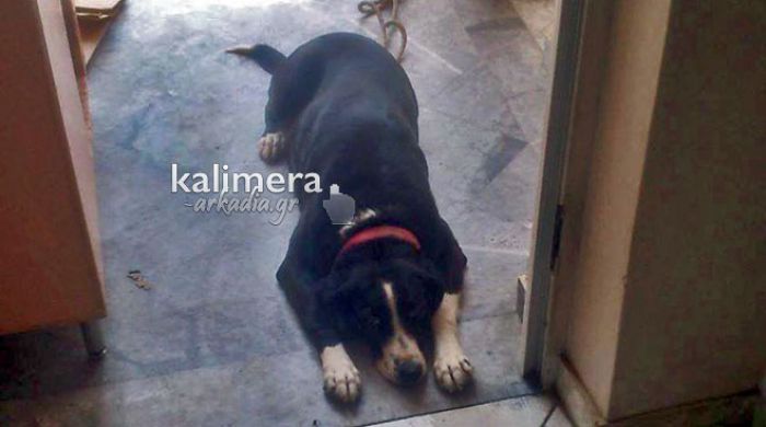 Αίσχος! Δηλητηρίασαν με φόλες σκύλους και γάτες στην Τρίπολη – Κατατέθηκε μήνυση!