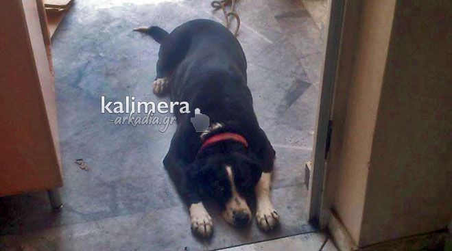 Αίσχος! Δηλητηρίασαν με φόλες σκύλους και γάτες στην Τρίπολη – Κατατέθηκε μήνυση!