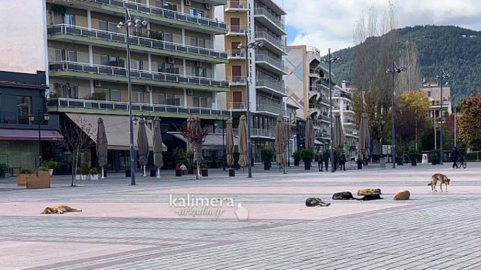 Καταγγελία | &quot;Αγέλη σκυλιών επιτέθηκαν σε εγκυμονούσα γυναίκα στην Τρίπολη&quot;