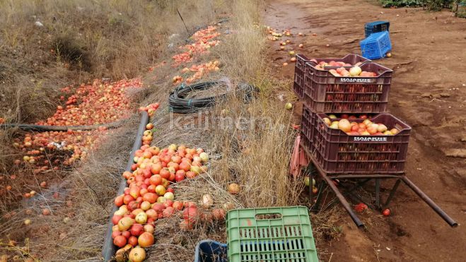 Ολική καταστροφή στην Κανδήλα | Βροχή και χαλάζι διέλυσαν τις ντομάτες – Για … πέταμα όλη η παραγωγή (εικόνες)