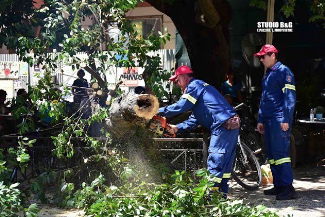 Πτώση δέντρου στο Ναύπλιο - Από θαύμα δεν είχαμε θύματα (vd)