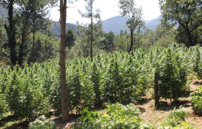 Μεγάλη φυτεία στην Κορινθία – Ξεριζώθηκαν 1500 δενδρύλλια – Συνελήφθη ένας Αλβανός! (εικόνες)