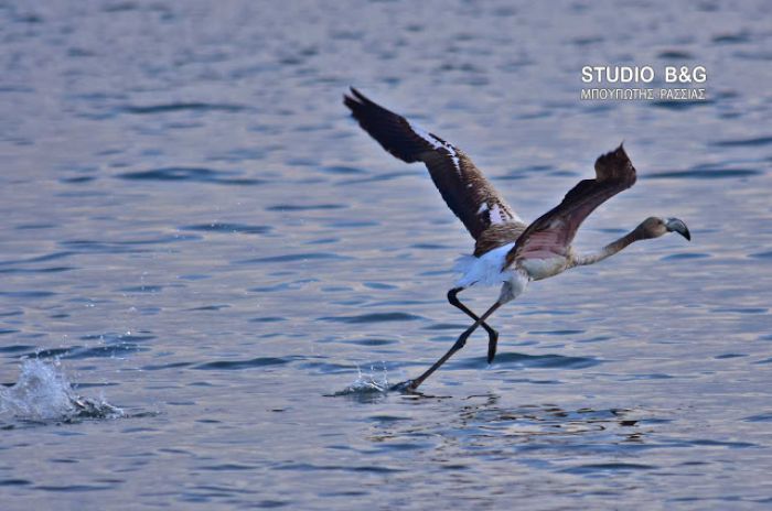 Τα φλαμίνγκο ... ξεκουράζονται στο Ναύπλιο! (εικόνες)