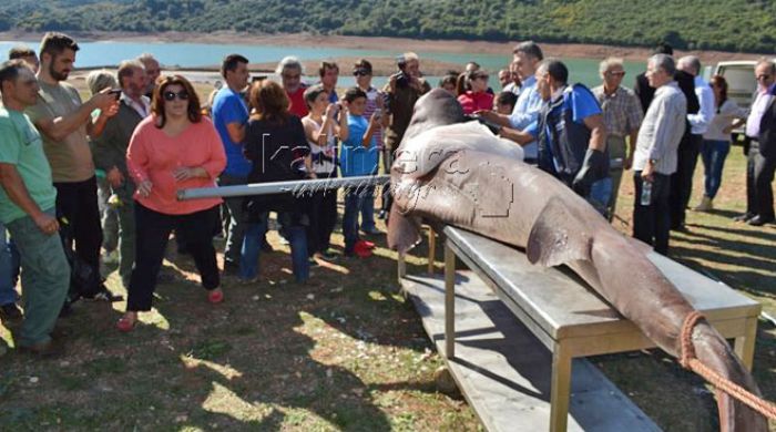 Ένας τεράστιος καρχαρίας μαγνήτισε όλα τα βλέμματα στη λίμνη Λάδωνα (vd)!