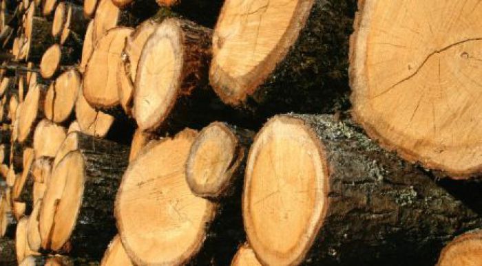 &Delta;&alpha;&sigma;&alpha;&rho;&chi;&epsilon;ί&omicron; &Beta;&upsilon;&tau;ί&nu;&alpha;&sigmaf;: &Mu;έ&chi;&rho;&iota; &pi;ό&tau;&epsilon; &gamma;ί&nu;&omicron;&nu;&tau;&alpha;&iota; &alpha;&iota;&tau;ή&sigma;&epsilon;&iota;&sigmaf; &gamma;&iota;&alpha; &kappa;&alpha;&upsilon;&sigma;ό&xi;&upsilon;&lambda;&alpha; &epsilon;&lambda;ά&tau;&eta;&sigmaf;!