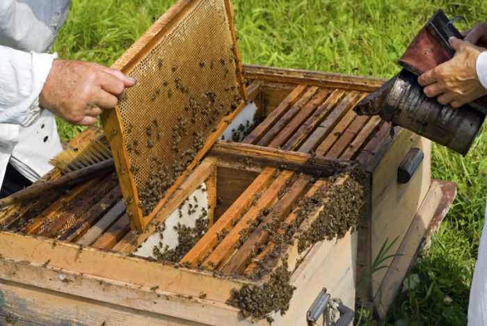 47χρονος έκλεψε ... κυψέλες μελισσών στην Αργολίδα!