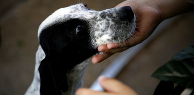 &Beta;&omicron;&upsilon;&lambda;ή | &Kappa;&alpha;&tau;&alpha;&tau;έ&theta;&eta;&kappa;&epsilon; &tau;&omicron; &nu;&omicron;&mu;&omicron;&sigma;&chi;έ&delta;&iota;&omicron; &gamma;&iota;&alpha; &tau;&alpha; &zeta;ώ&alpha; &sigma;&upsilon;&nu;&tau;&rho;&omicron;&phi;&iota;ά&sigmaf;