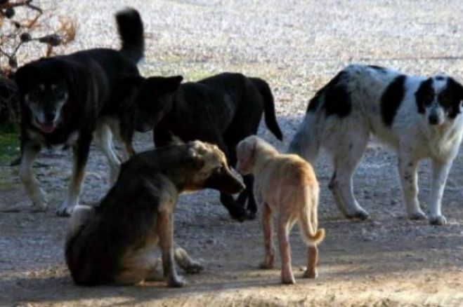&Tau;&sigma;&iota;&alpha;&mu;&omicron;ύ&lambda;&omicron;&sigmaf;: &laquo;&Tau;έ&sigma;&sigma;&epsilon;&rho;&iota;&sigmaf; ά&nu;&theta;&rho;&omega;&pi;&omicron;&iota; &pi;ή&gamma;&alpha;&nu; &sigma;&tau;&omicron; &Nu;&omicron;&sigma;&omicron;&kappa;&omicron;&mu;&epsilon;ί&omicron; &mu;&epsilon;&tau;ά &alpha;&pi;ό &epsilon;&pi;&iota;&theta;έ&sigma;&epsilon;&iota;&sigmaf; &alpha;&delta;έ&sigma;&pi;&omicron;&tau;&omega;&nu;&raquo; - &Lambda;&alpha;&gamma;ό&sigmaf;: &laquo;&Tau;&rho;έ&chi;&omicron;&upsilon;&mu;&epsilon; &pi;ί&sigma;&omega; &alpha;&pi;ό &kappa;ά&theta;&epsilon; &delta;ά&gamma;&kappa;&omega;&mu;&alpha; &kappa;&alpha;&iota; &kappa;ά&nu;&omicron;&upsilon;&mu;&epsilon; &pi;&omicron;&lambda;&iota;&tau;&iota;&kappa;ή&raquo;