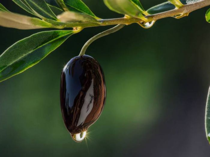 Πρόθυμη να συνδράμει η Περιφέρεια Πελοποννήσου στην υλοποίηση Ανοικτής Ακαδημίας Ελαιοκομίας στον Δήμο Βόρειας Κυνουρίας