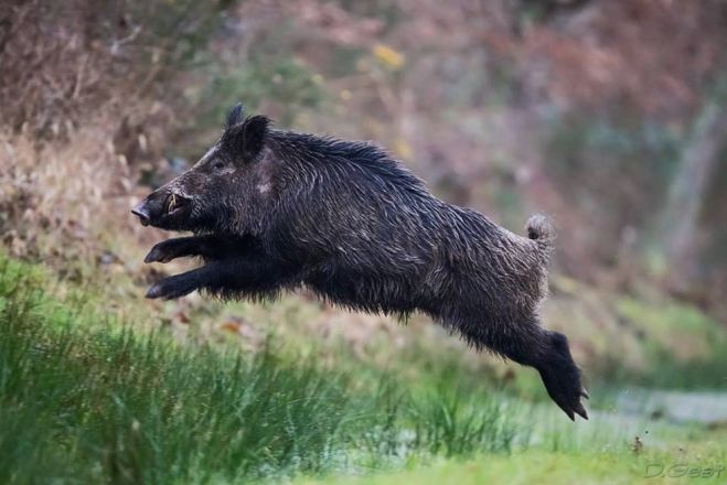 Η Κυνηγετική Ομοσπονδία Πελοποννήσου για τον υπερπληθυσμό αγριόχοιρου