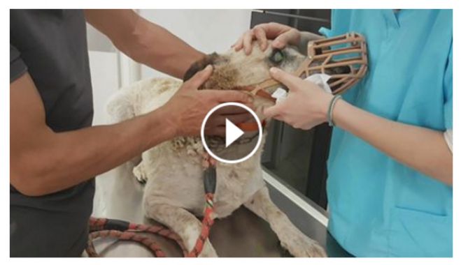 Φιλοζωικός: Έκκληση βοήθειας για την αδέσποτη &quot;Helen&quot; (vd)