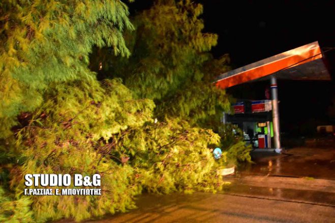 Αργολίδα: Πεύκο έπεσε πάνω σε πρατήριο καυσίμων στη Νέα Τίρυνθα (vd)