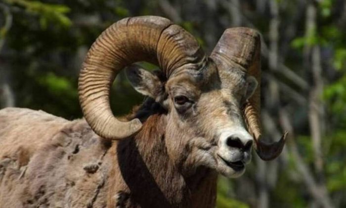 Μεσσηνία | Πήγε να ταΐσει τα ζώα της και την σκότωσε το κριάρι