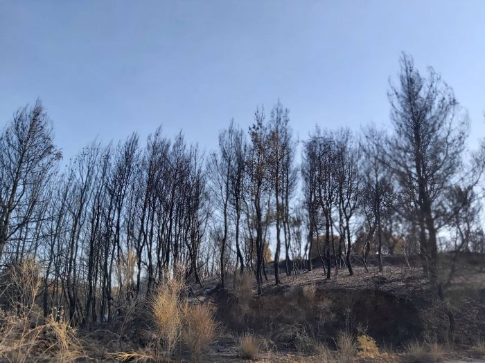 Παπαηλιού: &quot;Για την ανασυγκρότηση των πυρόπληκτων περιοχών της Γορτυνίας και της Μεγαλόπολης χρειάζονται ειδικά τοπικά αναπτυξιακά σχέδια&quot;