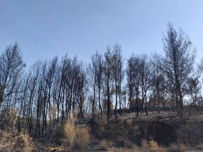 Παπαηλιού: &quot;Για την ανασυγκρότηση των πυρόπληκτων περιοχών της Γορτυνίας και της Μεγαλόπολης χρειάζονται ειδικά τοπικά αναπτυξιακά σχέδια&quot;