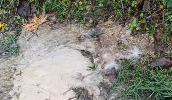 &Sigma;&omicron;&beta;&alpha;&rho;ή &beta;&lambda;ά&beta;&eta; &sigma;&epsilon; &alpha;&gamma;&omega;&gamma;ό &nu;&epsilon;&rho;&omicron;ύ &sigma;&tau;&omicron; &Lambda;&upsilon;&kappa;&omicron;ύ&rho;&epsilon;&sigma;&eta; &Gamma;&omicron;&rho;&tau;&upsilon;&nu;ί&alpha;&sigmaf; (vd)