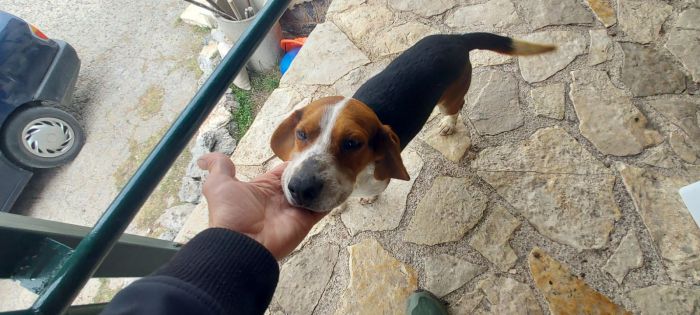 Έχετε δει αυτό το σκυλι;