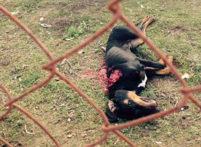 Καταγγελία ότι σκότωσαν σκύλο με καραμπίνα σε χωριό της Μεγαλόπολης ...