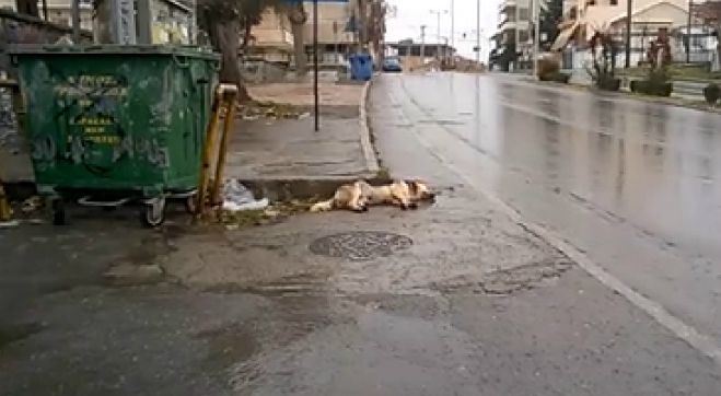 3.000 &epsilon;&upsilon;&rho;ώ &gamma;&iota;&alpha; &nu;&alpha; &beta;&rho;&epsilon;&theta;&omicron;ύ&nu; &epsilon;&kappa;&epsilon;ί&nu;&omicron;&iota; &pi;&omicron;&upsilon; &rho;ί&chi;&nu;&omicron;&upsilon;&nu; &phi;ό&lambda;&epsilon;&sigmaf; &sigma;&epsilon; &sigma;&kappa;&upsilon;&lambda;&iota;ά &tau;&eta;&sigmaf; &Tau;&rho;ί&pi;&omicron;&lambda;&eta;&sigmaf; (vd)