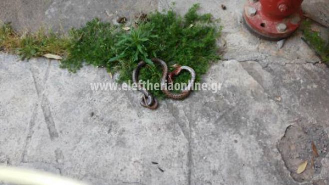 &Beta;&rho;ή&kappa;&alpha;&nu; &omicron;&chi;&iota;ά &sigma;&tau;&omicron; &kappa;έ&nu;&tau;&rho;&omicron; &tau;&eta;&sigmaf; &Kappa;&alpha;&lambda;&alpha;&mu;ά&tau;&alpha;&sigmaf;!