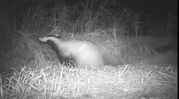 &Omicron; &laquo;&nu;&tau;&rho;&omicron;&pi;&alpha;&lambda;ό&sigmaf;&raquo; &nu;&upsilon;&kappa;&tau;ό&beta;&iota;&omicron;&sigmaf; &kappa;ά&tau;&omicron;&iota;&kappa;&omicron;&sigmaf; &tau;&omicron;&upsilon; &upsilon;&gamma;&rho;ό&tau;&omicron;&pi;&omicron;&upsilon; &Mu;&omicron;&upsilon;&sigma;&tau;&omicron;ύ &Kappa;&upsilon;&nu;&omicron;&upsilon;&rho;ί&alpha;&sigmaf; (vd)!