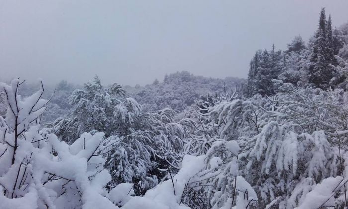&Tau;&omicron; &lambda;&epsilon;&upsilon;&kappa;ό &tau;&omicron;&pi;ί&omicron; &sigma;&tau;&iota;&sigmaf; &Rho;ά&chi;&epsilon;&sigmaf; &Gamma;&omicron;&rho;&tau;&upsilon;&nu;ί&alpha;&sigmaf; (&epsilon;&iota;&kappa;ό&nu;&epsilon;&sigmaf;)