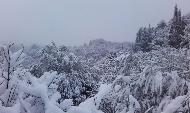 &Tau;&omicron; &lambda;&epsilon;&upsilon;&kappa;ό &tau;&omicron;&pi;ί&omicron; &sigma;&tau;&iota;&sigmaf; &Rho;ά&chi;&epsilon;&sigmaf; &Gamma;&omicron;&rho;&tau;&upsilon;&nu;ί&alpha;&sigmaf; (&epsilon;&iota;&kappa;ό&nu;&epsilon;&sigmaf;)