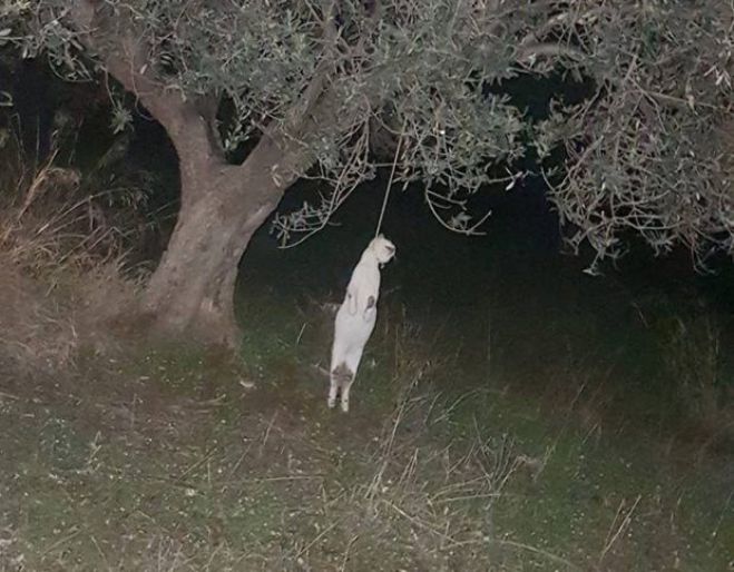 Κορινθία | Βρήκε γάτα κρεμασμένη σε δέντρο ...