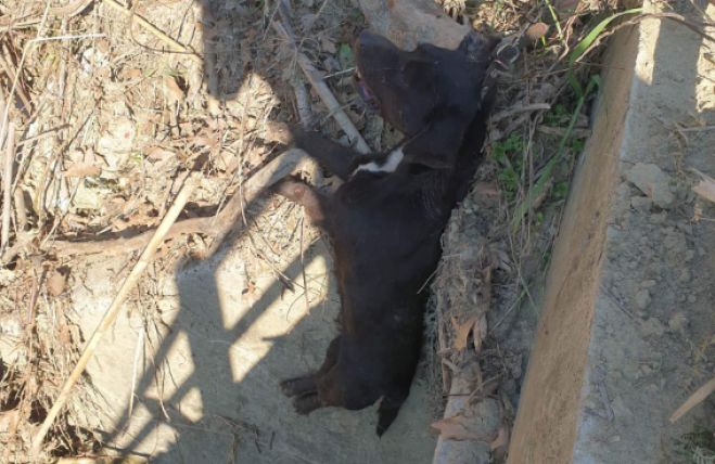 Φρίκη στην γειτονική Ηλεία | Σκυλί βρέθηκε κρεμασμένο σε γέφυρα (vd)