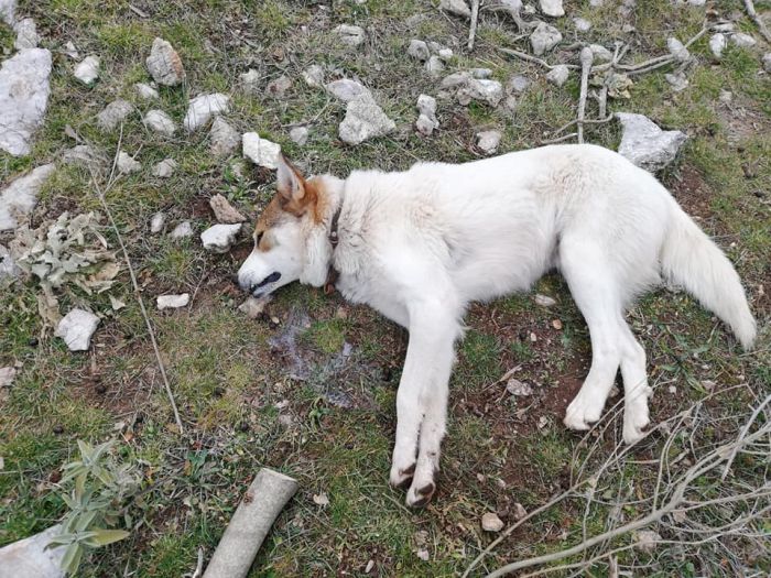 Νεκρά σκυλιά από φόλες στα Λαγκάδια Γορτυνίας