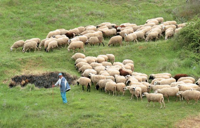 Οργή επικρατεί σε κτηνοτρόφους που αποκλείονται από πληρωμές «βιολογικής κτηνοτροφίας»