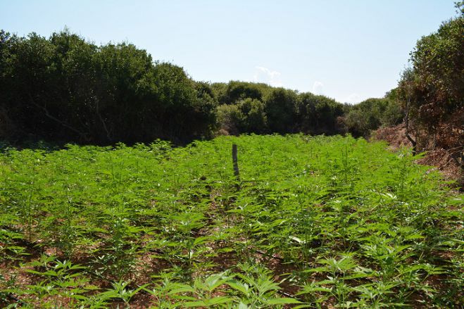 Mεγάλη φυτεία δενδρυλλίων κάνναβης στη Μεσσηνία - Κατασχέθηκαν περισσότερα από 2000 δενδρύλλια!