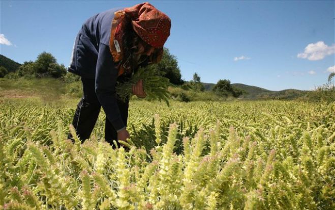 Πληρώνεται το χρηματικό βοήθημα σε αγρότισσες μητέρες