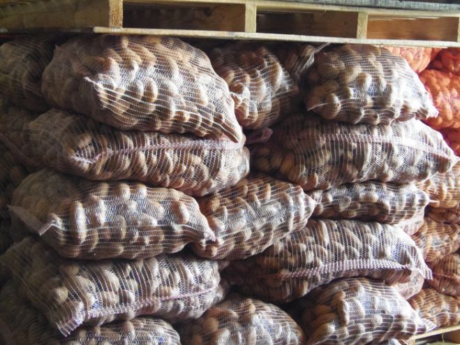 &Pi;&alpha;&tau;ά&tau;&alpha; &Alpha;&rho;&kappa;&alpha;&delta;ί&alpha;&sigmaf;: &Delta;&upsilon;&nu;&alpha;&mu;&iota;&kappa;ή &kappa;&alpha;&lambda;&lambda;&iota;έ&rho;&gamma;&epsilon;&iota;&alpha;, &mu;&epsilon; &upsilon;&psi;&eta;&lambda;ή &alpha;&pi;ό&delta;&omicron;&sigma;&eta;