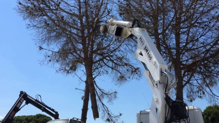 &Kappa;&omicron;&pi;ή &delta;έ&nu;&delta;&rho;&omega;&nu; &tau;&omicron; &Sigma;ά&beta;&beta;&alpha;&tau;&omicron; &sigma;&tau;&eta;&nu; &Tau;&rho;ί&pi;&omicron;&lambda;&eta; - &Theta;&alpha; &delta;&iota;&alpha;&kappa;&omicron;&pi;&epsilon;ί &eta; &kappa;&upsilon;&kappa;&lambda;&omicron;&phi;&omicron;&rho;ί&alpha; &sigma;&epsilon; &tau;&mu;ή&mu;&alpha; &tau;&eta;&sigmaf; &omicron;&delta;&omicron;ύ "&Kappa;&iota;&lambda;&kappa;ί&sigmaf;"