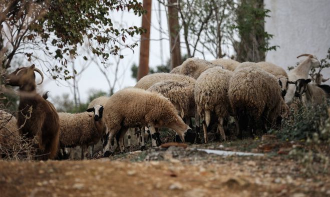 &Epsilon;&upsilon;&lambda;&omicron;&gamma;&iota;ά &alpha;&iota;&gamma;&omicron;&pi;&rho;&omicron;&beta;ά&tau;&omega;&nu; | &Theta;&alpha;&nu;&alpha;&tau;ώ&theta;&eta;&kappa;&alpha;&nu; &sigma;&chi;&epsilon;&delta;ό&nu; &mu;&iota;&sigma;ό &epsilon;&kappa;&alpha;&tau;&omicron;&mu;&mu;ύ&rho;&iota;&omicron; &zeta;ώ&alpha;