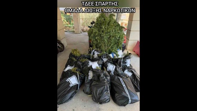 &Pi;ά&nu;&omega; &alpha;&pi;ό 81(!) &kappa;&iota;&lambda;ά &kappa;ά&nu;&nu;&alpha;&beta;&eta;&sigmaf; &kappa;&alpha;&tau;&alpha;&sigma;&chi;έ&theta;&eta;&kappa;&alpha;&nu; &alpha;&pi;ό &tau;&eta;&nu; &Alpha;&sigma;&tau;&upsilon;&nu;&omicron;&mu;ί&alpha; &sigma;&tau;&eta; &Lambda;&alpha;&kappa;&omega;&nu;ί&alpha;