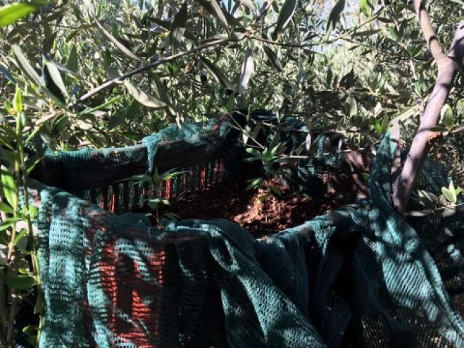 &Delta;&epsilon;&nu;&delta;&rho;ύ&lambda;&lambda;&iota;&alpha; &kappa;&alpha;&iota; &pi;&omicron;&sigma;ό&tau;&eta;&tau;&epsilon;&sigmaf; &kappa;ά&nu;&nu;&alpha;&beta;&eta;&sigmaf; &epsilon;&nu;&tau;&omicron;&pi;ί&sigma;&tau;&eta;&kappa;&alpha;&nu; &sigma;&tau;&eta;&nu; &alpha;&upsilon;&lambda;ή &sigma;&pi;&iota;&tau;&iota;&omicron;ύ &sigma;&tau;&eta; &Mu;&epsilon;&sigma;&sigma;&eta;&nu;ί&alpha; (&epsilon;&iota;&kappa;ό&nu;&epsilon;&sigmaf;)