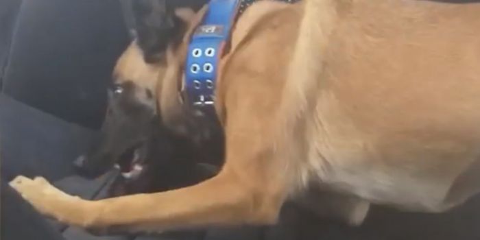 Η στιγμή που ο σκύλος της αστυνομίας εντοπίζει κρυμμένα 15 κιλά κάνναβη και τρελαίνεται! (vd)