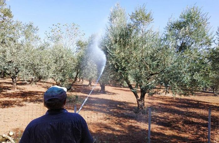 Οι επόμενοι ψεκασμοί δακοκτονίας στην Αρκαδία - Αυτές είναι οι περιοχές