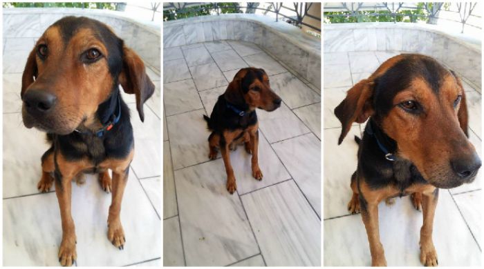Τρίπολη | Το σκυλάκι που δηλητηριάστηκε είναι πλέον καλά και ζητά οικογένεια να το υιοθετήσει!