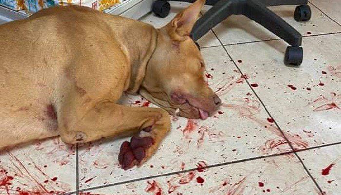 Ά&gamma;&rho;&iota;&alpha; &kappa;&alpha;&kappa;&omicron;&pi;&omicron;ί&eta;&sigma;&eta; &sigma;&kappa;ύ&lambda;&omicron;&upsilon; &sigma;&tau;&alpha; &Chi;&alpha;&nu;&iota;ά | &Tau;&omicron;&nu; &kappa;&rho;έ&mu;&alpha;&sigma;&epsilon; &kappa;&alpha;&iota; &tau;&omicron;&upsilon; έ&kappa;&omicron;&psi;&epsilon; &tau;&omicron;&upsilon;&sigmaf; ό&rho;&chi;&epsilon;&iota;&sigmaf; &epsilon;&pi;&epsilon;&iota;&delta;ή... ή&theta;&epsilon;&lambda;&epsilon; &pi;&alpha;&iota;&chi;&nu;ί&delta;&iota;&alpha;!