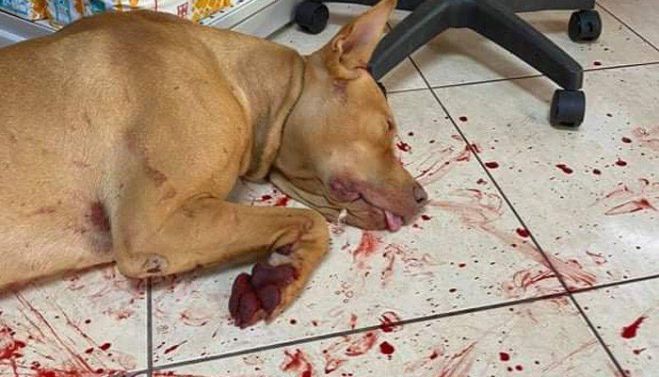 Ά&gamma;&rho;&iota;&alpha; &kappa;&alpha;&kappa;&omicron;&pi;&omicron;ί&eta;&sigma;&eta; &sigma;&kappa;ύ&lambda;&omicron;&upsilon; &sigma;&tau;&alpha; &Chi;&alpha;&nu;&iota;ά | &Tau;&omicron;&nu; &kappa;&rho;έ&mu;&alpha;&sigma;&epsilon; &kappa;&alpha;&iota; &tau;&omicron;&upsilon; έ&kappa;&omicron;&psi;&epsilon; &tau;&omicron;&upsilon;&sigmaf; ό&rho;&chi;&epsilon;&iota;&sigmaf; &epsilon;&pi;&epsilon;&iota;&delta;ή... ή&theta;&epsilon;&lambda;&epsilon; &pi;&alpha;&iota;&chi;&nu;ί&delta;&iota;&alpha;!