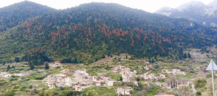 Πεθαίνουν τα έλατα στον Πάρνωνα | Πρόεδρος Σίταινας: &quot;Ας ξυπνήσουμε επιτέλους&quot;