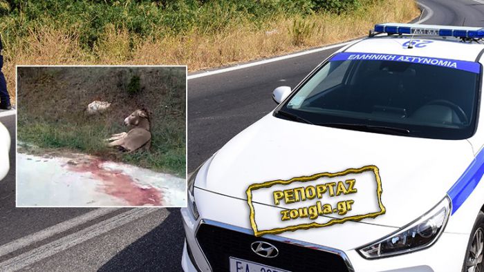 &Sigma;&upsilon;&nu;&epsilon;&lambda;ή&phi;&theta;&eta; &alpha;&nu;&tau;&iota;&delta;ή&mu;&alpha;&rho;&chi;&omicron;&sigmaf; &pi;&omicron;&upsilon; &kappa;&alpha;&kappa;&omicron;&pi;&omicron;ί&eta;&sigma;&epsilon; &gamma;ά&iota;&delta;&alpha;&rho;&omicron; &sigma;&tau;&omicron; &Gamma;&rho;&alpha;&mu;&mu;έ&nu;&omicron; &Iota;&omega;&alpha;&nu;&nu;ί&nu;&omega;&nu;