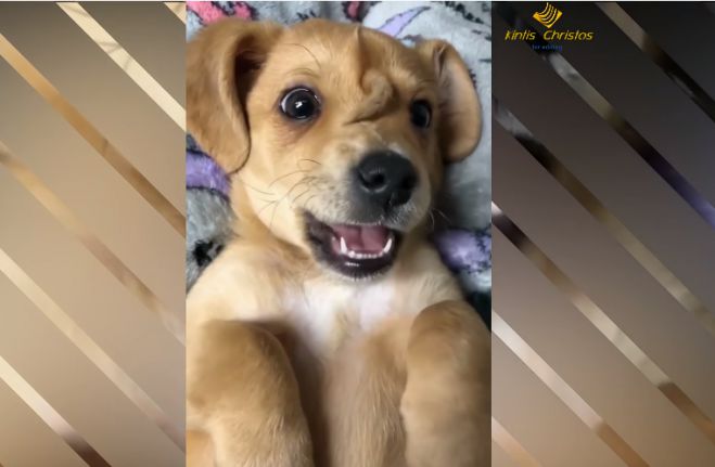 &Sigma;&kappa;&upsilon;&lambda;ά&kappa;&iota; &beta;&rho;έ&theta;&eta;&kappa;&epsilon; &mu;&epsilon; &mu;ί&alpha; &delta;&epsilon;ύ&tau;&epsilon;&rho;&eta; ... &omicron;&upsilon;&rho;ά &sigma;&tau;&omicron; &kappa;&epsilon;&phi;ά&lambda;&iota; &tau;&omicron;&upsilon;! (vd)