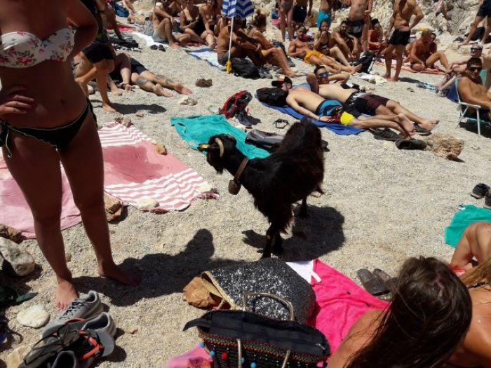 Αυτή είναι η κατσίκα που τρέλανε τους λουόμενους στην Κρήτη (vd)