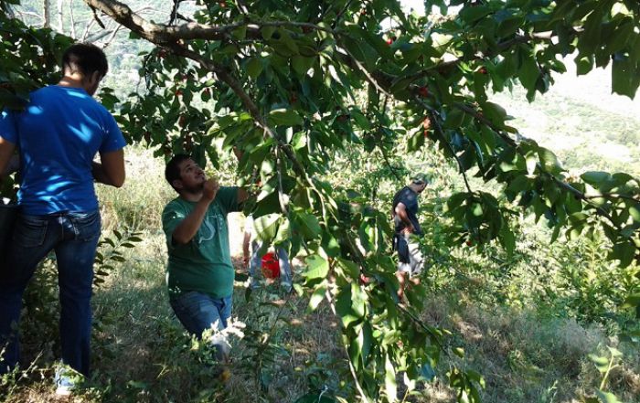 Παραγωγοί από τα Δολιανά δώρισαν τα κεράσια τους σε παντοπωλεία και συσσίτια! (vd)